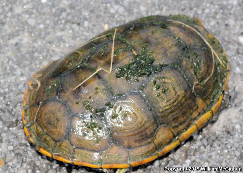 Mississippi Diamond-backed Terrapin (Malaclemys terrapin pileata)