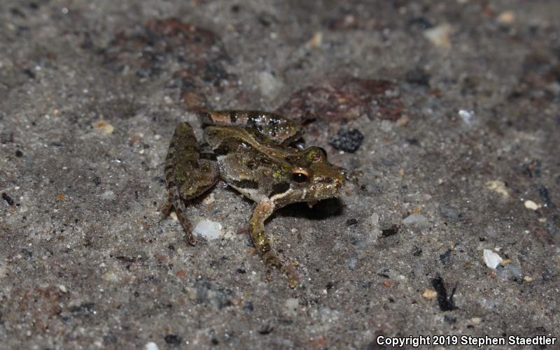 Southern Cricket Frog (Acris gryllus)