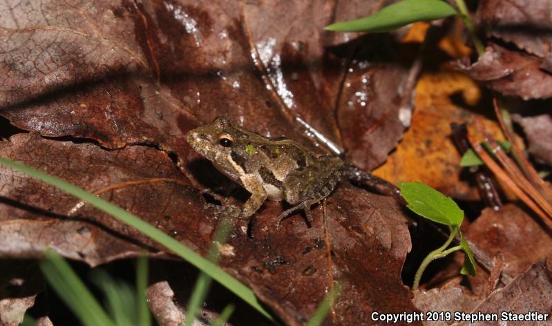 Southern Cricket Frog (Acris gryllus)