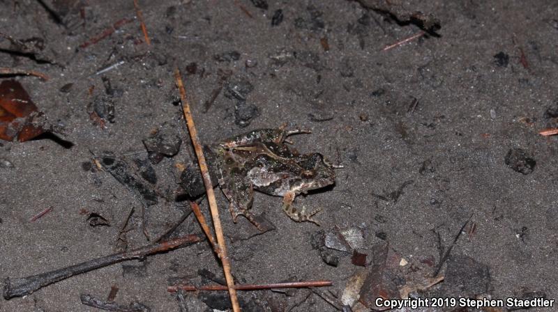 Southern Cricket Frog (Acris gryllus)