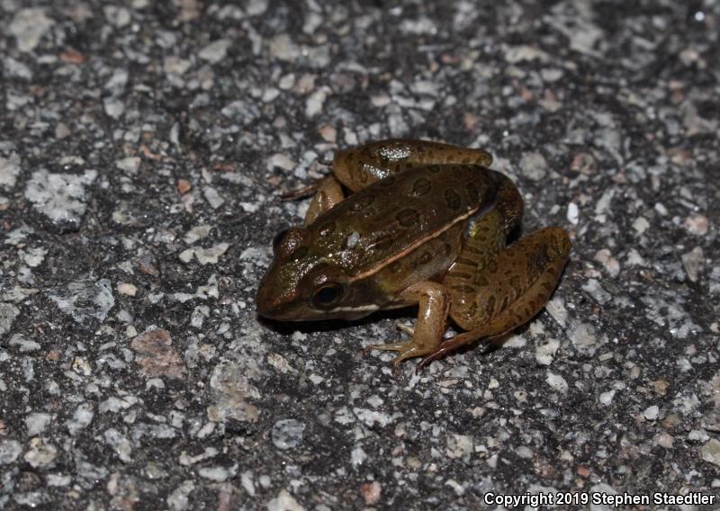 Southern Leopard Frog (Lithobates sphenocephalus utricularius)