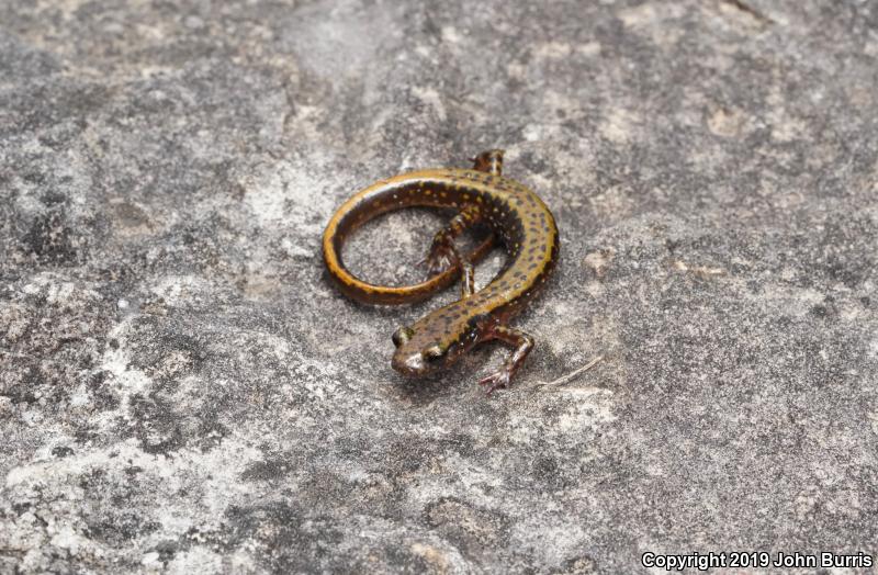 Dark-sided Salamander (Eurycea longicauda melanopleura)