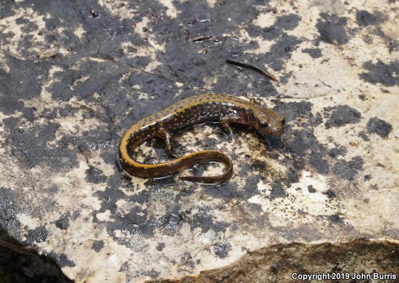 Dark-sided Salamander (Eurycea longicauda melanopleura)