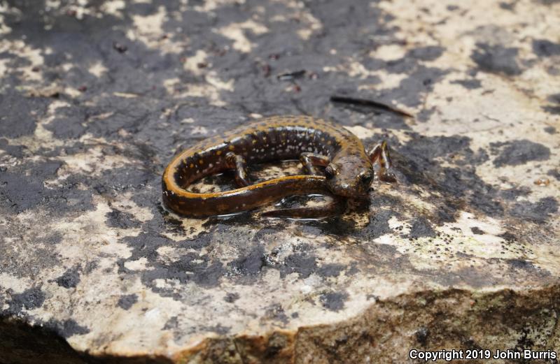 Dark-sided Salamander (Eurycea longicauda melanopleura)