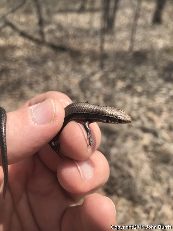 Southern Coal Skink (Plestiodon anthracinus pluvialis)