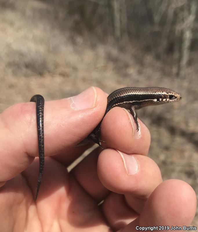 Southern Coal Skink (Plestiodon anthracinus pluvialis)