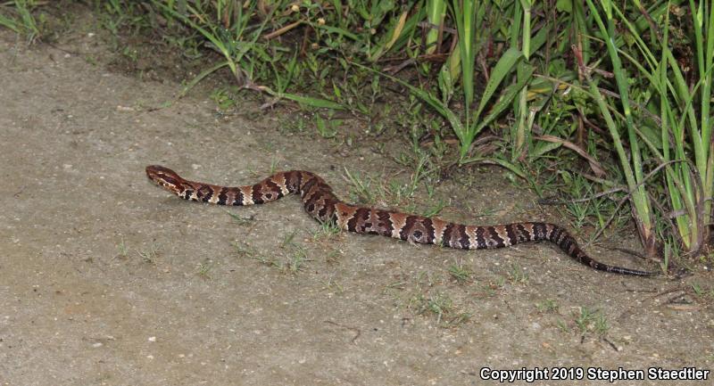 Eastern Cottonmouth (Agkistrodon piscivorus piscivorus)