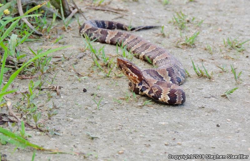 Eastern Cottonmouth (Agkistrodon piscivorus piscivorus)