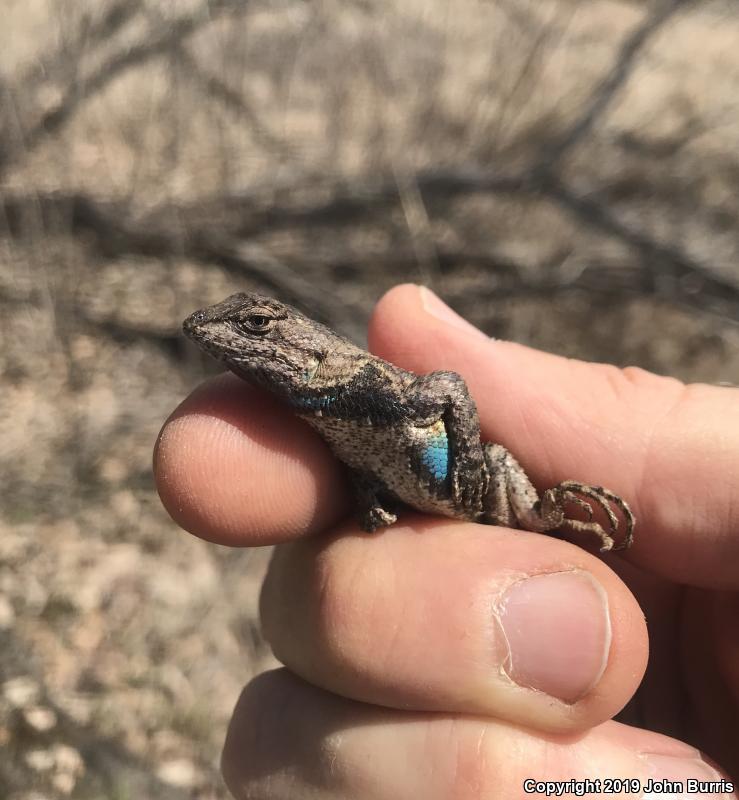 Prairie Lizard (Sceloporus consobrinus)