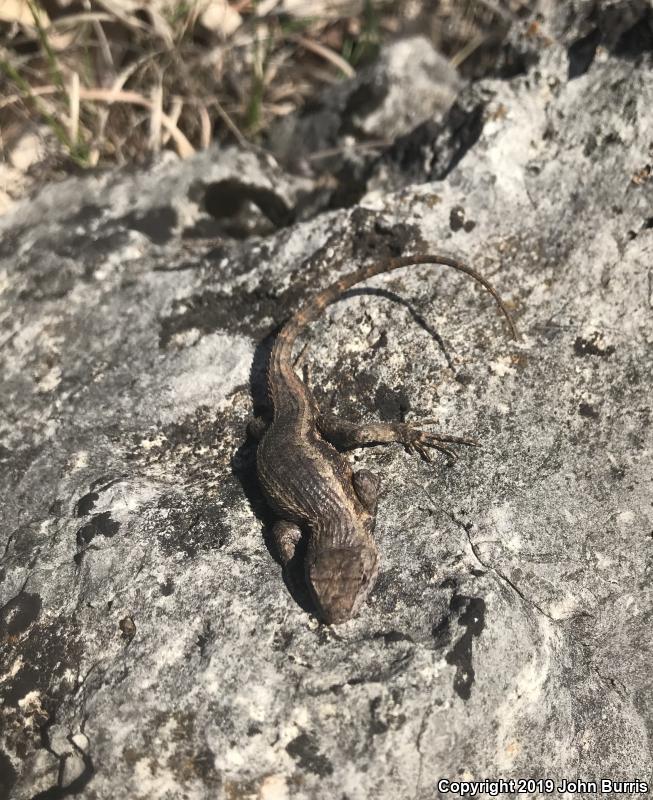 Prairie Lizard (Sceloporus consobrinus)