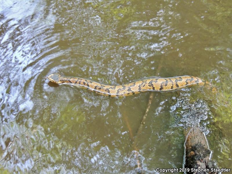 Eastern Cottonmouth (Agkistrodon piscivorus piscivorus)