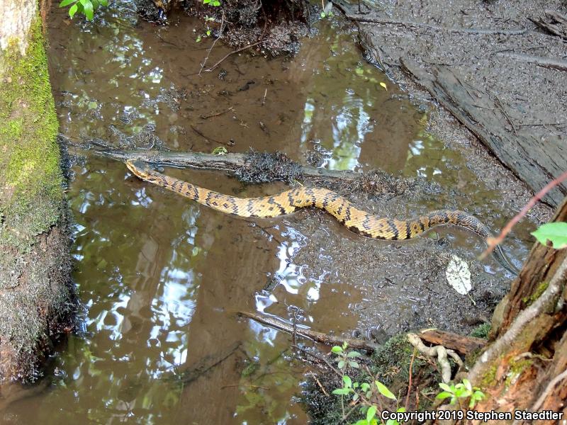 Eastern Cottonmouth (Agkistrodon piscivorus piscivorus)