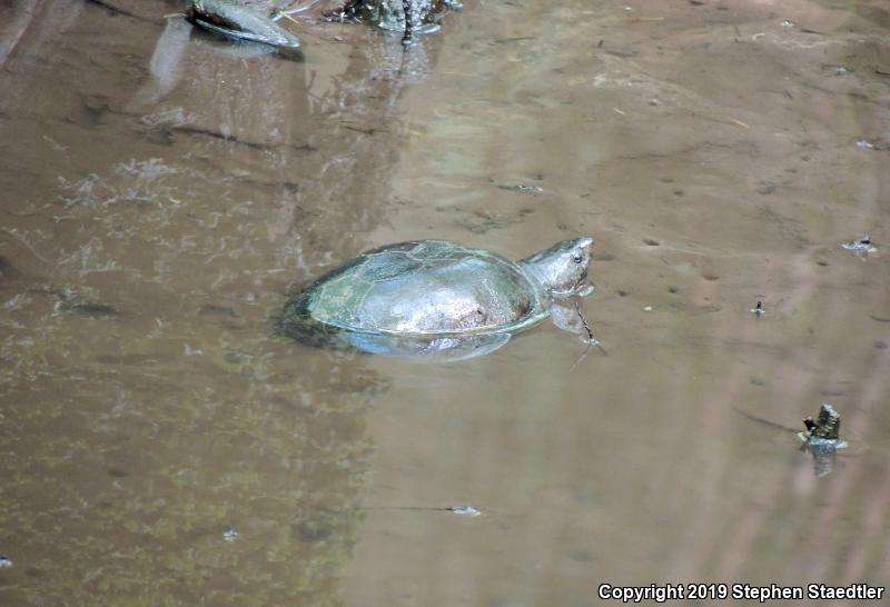 Eastern Mud Turtle (Kinosternon subrubrum)