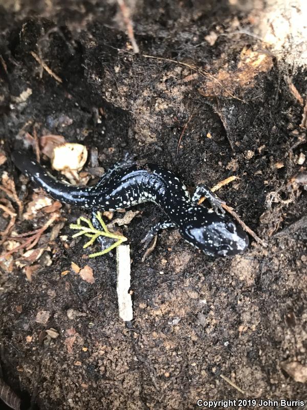 Western Slimy Salamander (Plethodon albagula)