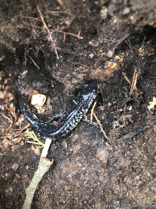 Western Slimy Salamander (Plethodon albagula)