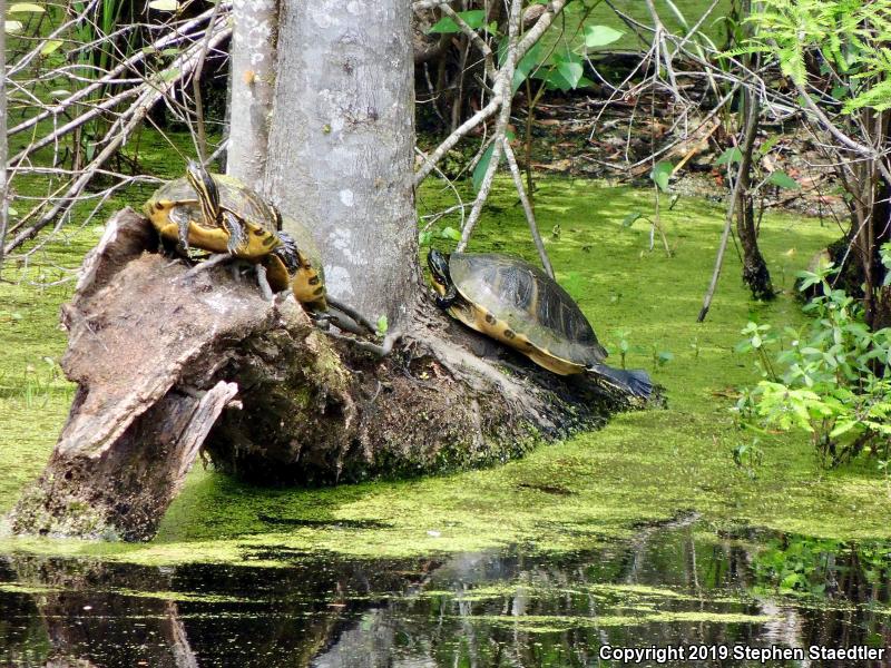 Coastal Plain Cooter (Pseudemys concinna floridana)