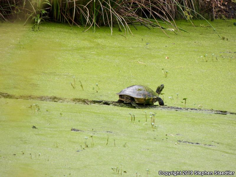 Coastal Plain Cooter (Pseudemys concinna floridana)