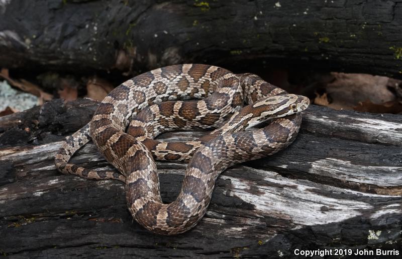 Great Plains Ratsnake (Pantherophis emoryi)