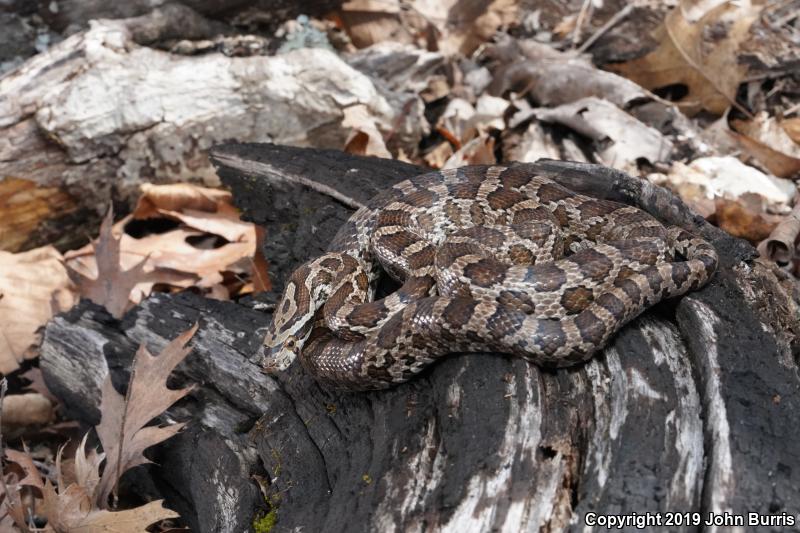 Great Plains Ratsnake (Pantherophis emoryi)