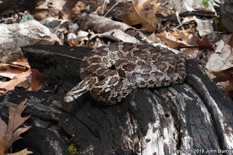 Great Plains Ratsnake (Pantherophis emoryi)