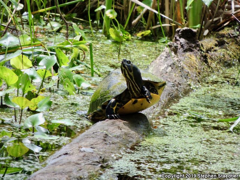 Yellow-bellied Slider (Trachemys scripta scripta)