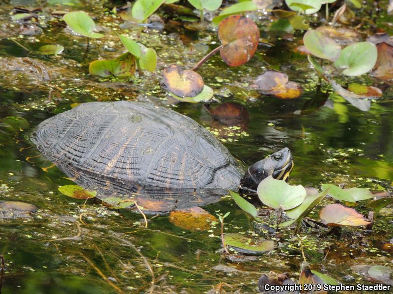 Yellow-bellied Slider (Trachemys scripta scripta)