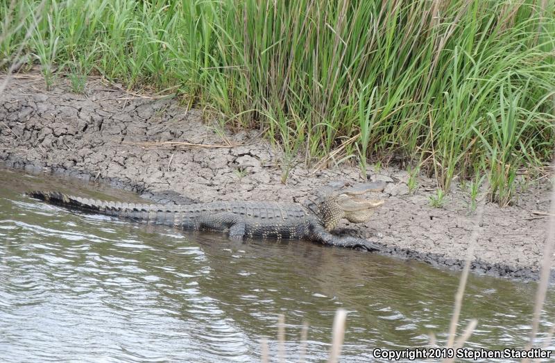 American Alligator (Alligator mississippiensis)