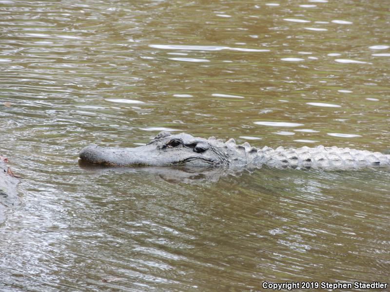 American Alligator (Alligator mississippiensis)