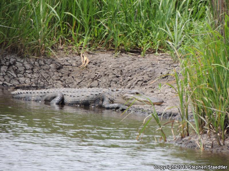 American Alligator (Alligator mississippiensis)