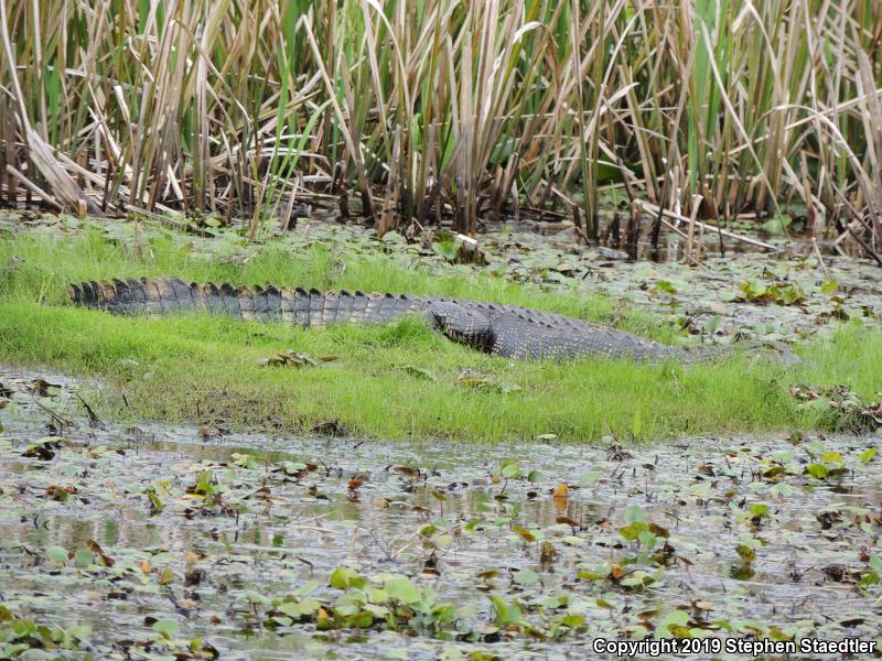 American Alligator (Alligator mississippiensis)