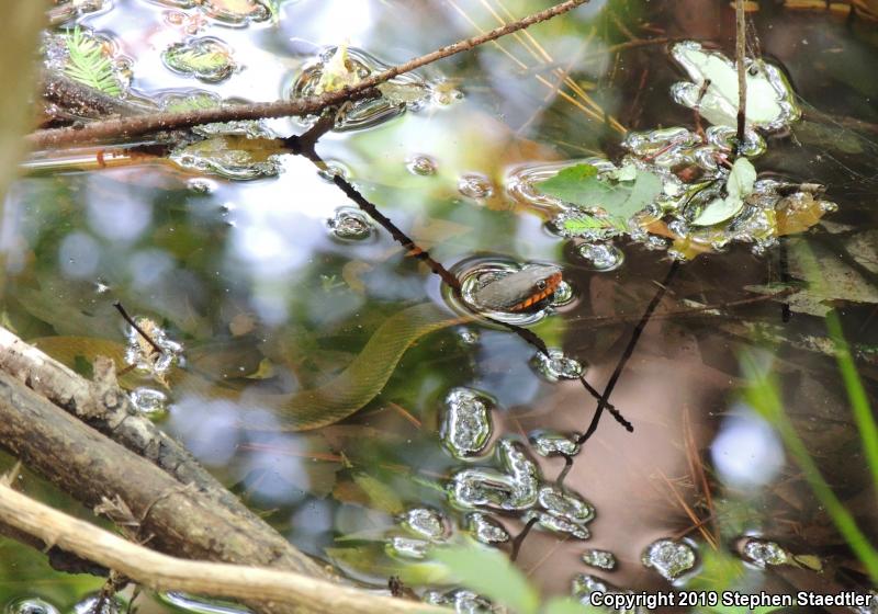 Plain-bellied Watersnake (Nerodia erythrogaster)