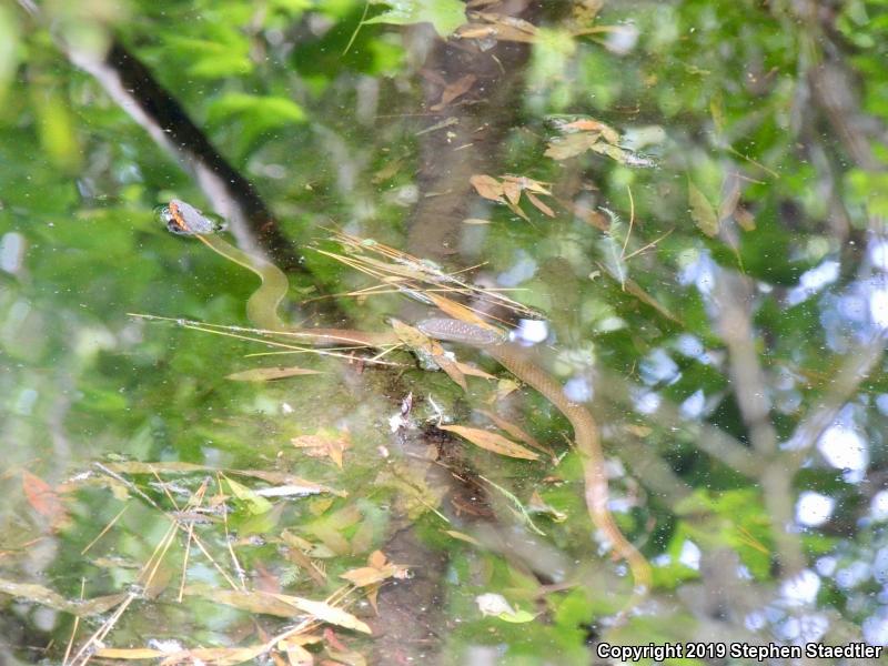 Plain-bellied Watersnake (Nerodia erythrogaster)