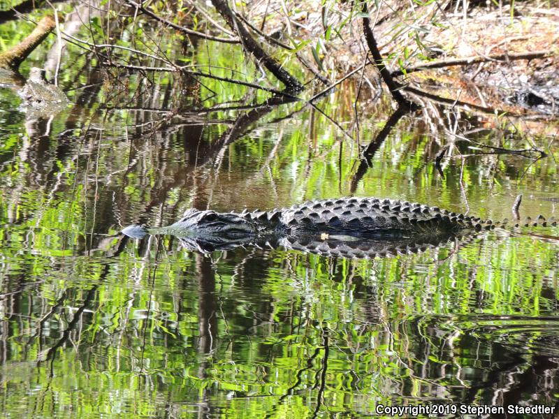 American Alligator (Alligator mississippiensis)