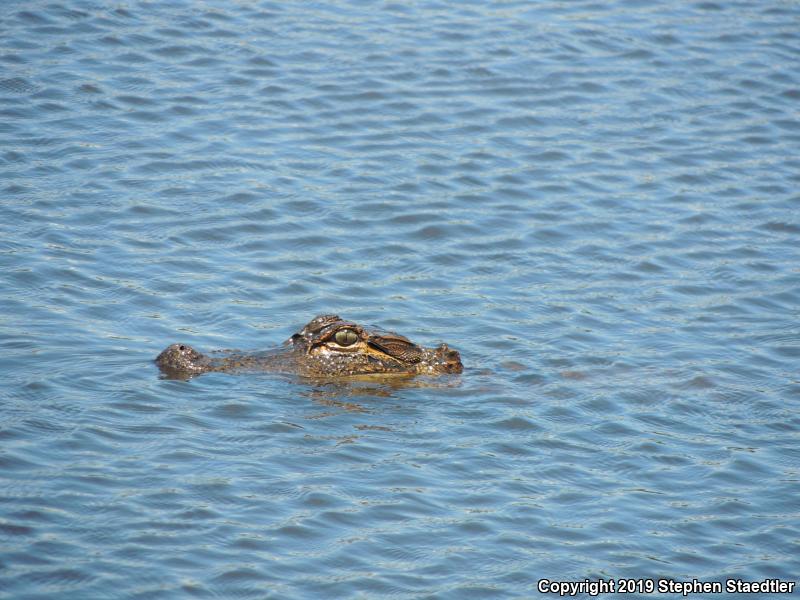 American Alligator (Alligator mississippiensis)