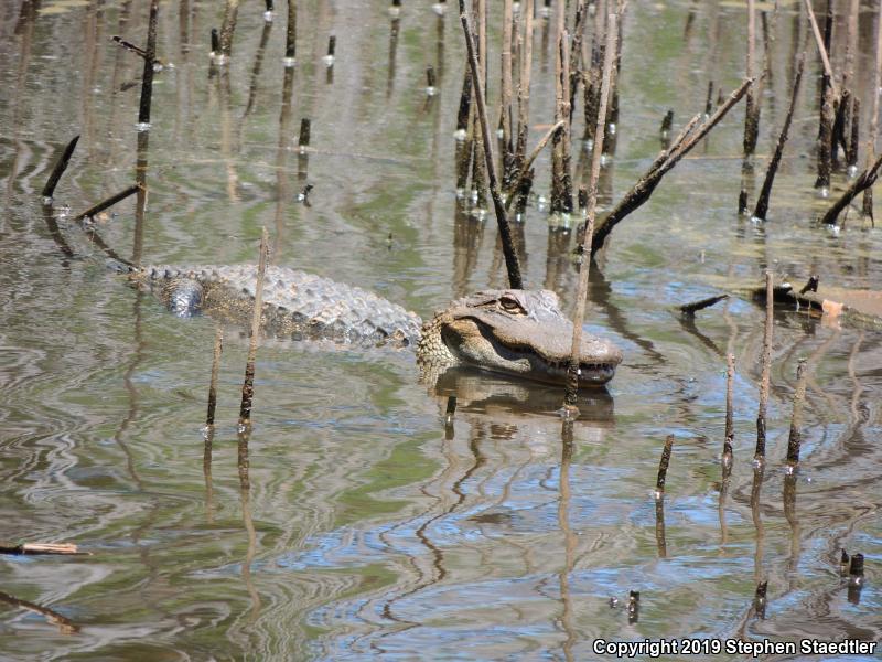 American Alligator (Alligator mississippiensis)