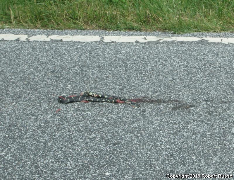 Eastern Kingsnake (Lampropeltis getula getula)