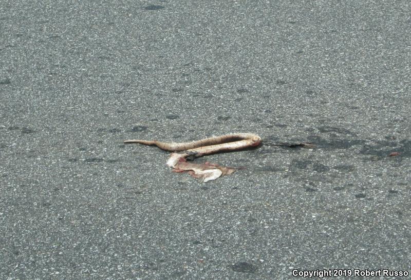 Mole Kingsnake (Lampropeltis calligaster rhombomaculata)