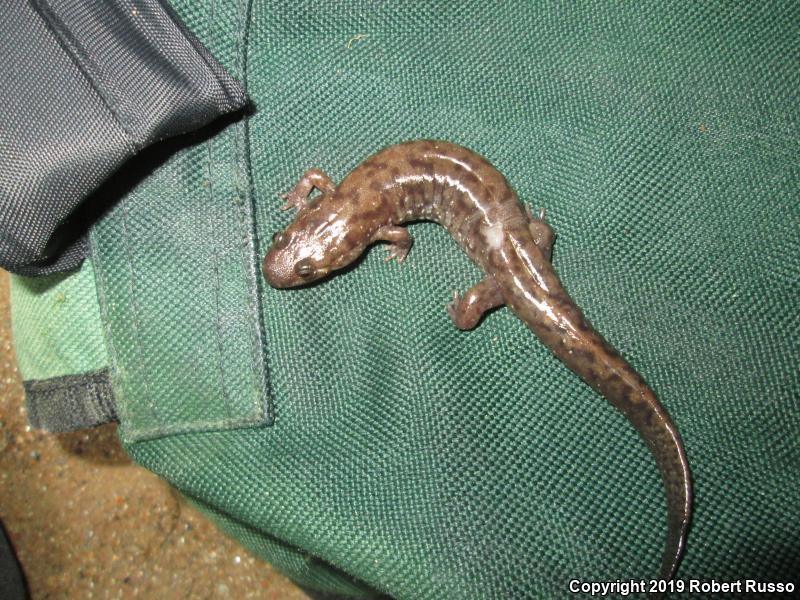 Seal Salamander (Desmognathus monticola)