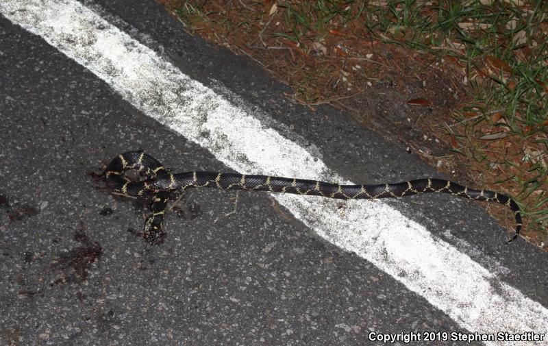 Eastern Kingsnake (Lampropeltis getula getula)