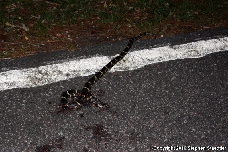 Eastern Kingsnake (Lampropeltis getula getula)