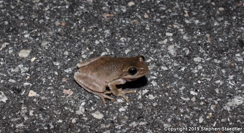 Pine Woods Treefrog (Hyla femoralis)