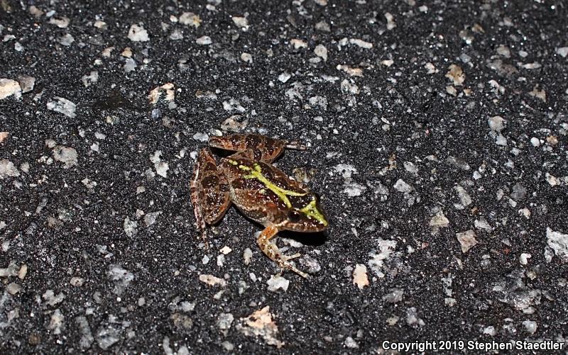 Southern Cricket Frog (Acris gryllus)