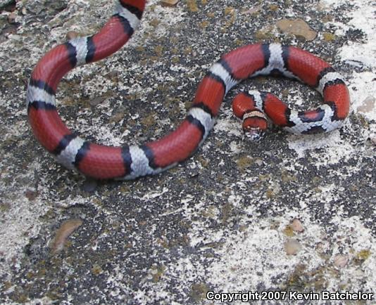 Red Milksnake (Lampropeltis triangulum syspila)