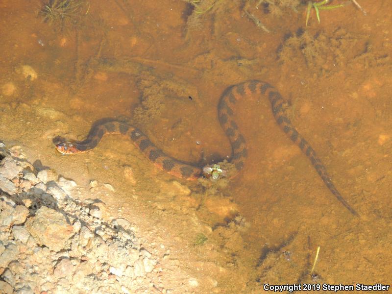 Banded Watersnake (Nerodia fasciata fasciata)