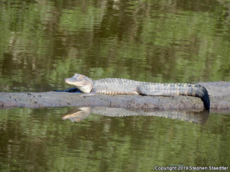 American Alligator (Alligator mississippiensis)