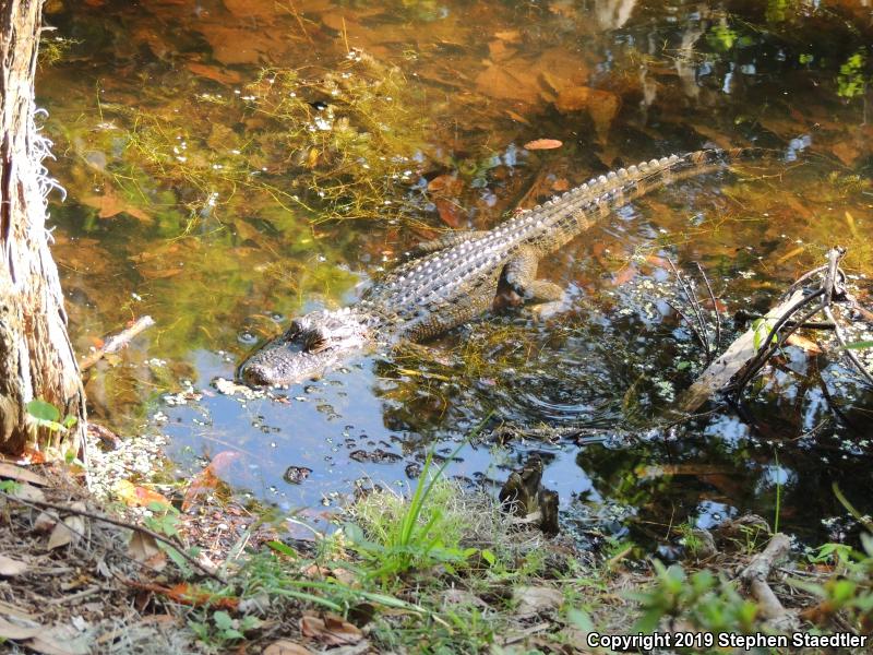 American Alligator (Alligator mississippiensis)