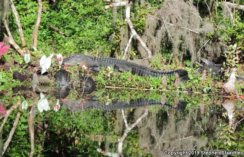 American Alligator (Alligator mississippiensis)