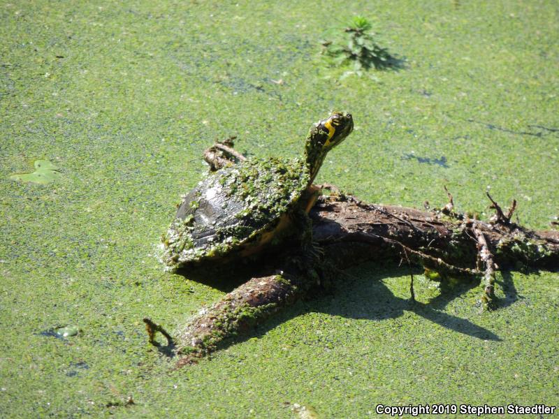 Yellow-bellied Slider (Trachemys scripta scripta)