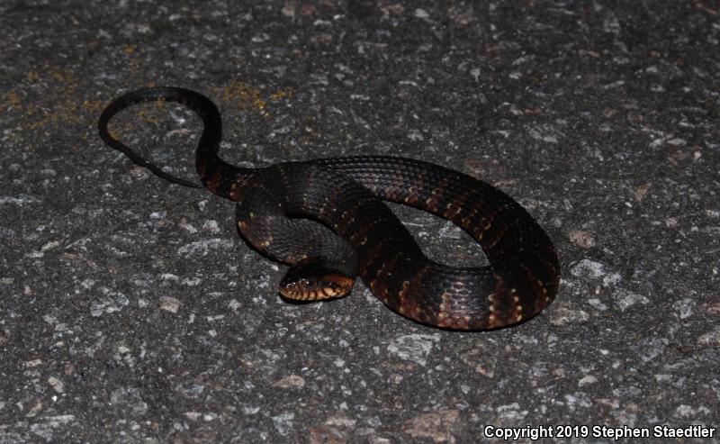 Banded Watersnake (Nerodia fasciata fasciata)