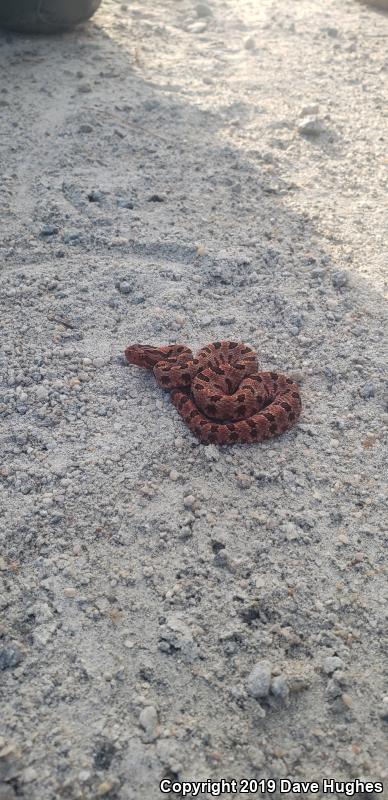 Carolina Pigmy Rattlesnake (Sistrurus miliarius miliarius)